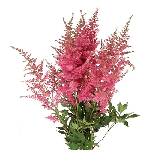 ASTILBE ANITA PFEIFER