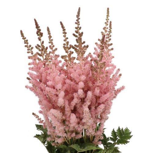 ASTILBE BILLBERRY CAKE