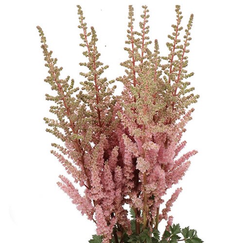 ASTILBE BLACKCURRANT CAKE