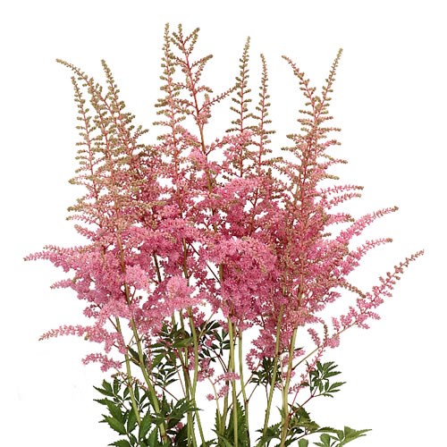 ASTILBE CATTLEYA