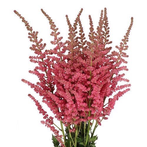 ASTILBE CORAL ISLAND