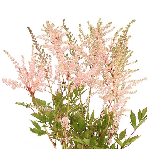 ASTILBE EARTH LIGHT PINK