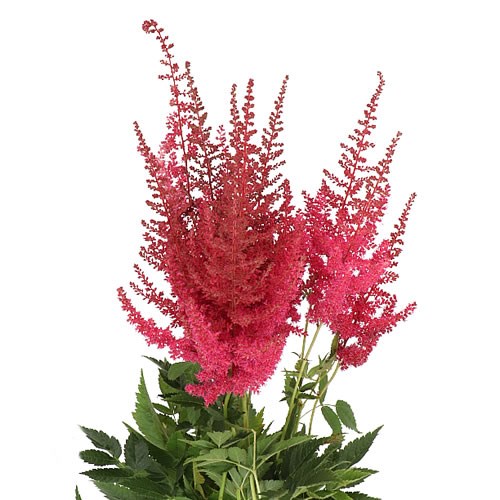 ASTILBE ELSE SCHLUCK