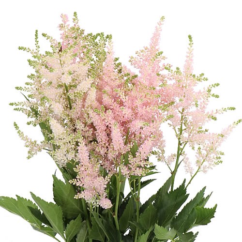 ASTILBE EUROPA