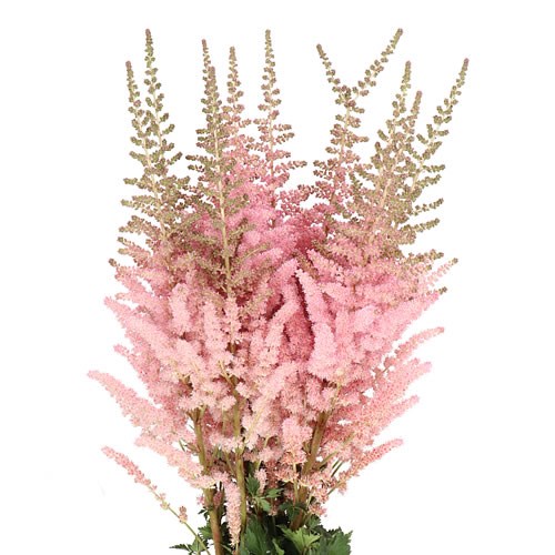 ASTILBE GLITTER & GLAMOUR