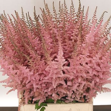 ASTILBE GLITTER & GLAMOUR