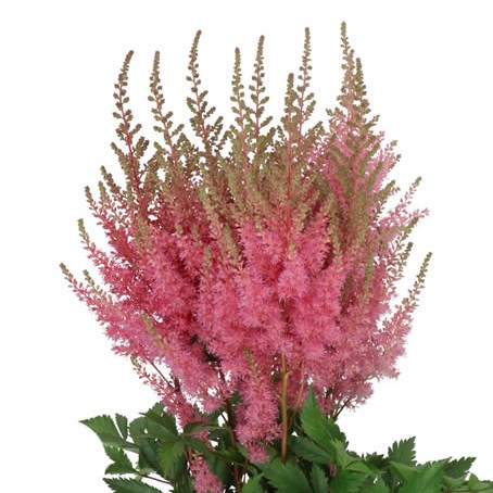 ASTILBE GLORIA