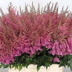 ASTILBE GLORIA PURPUREA