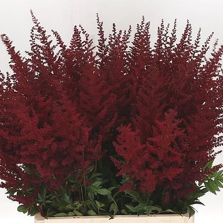 ASTILBE GLUT