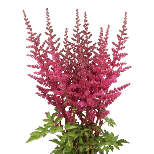 ASTILBE HARD ROCK