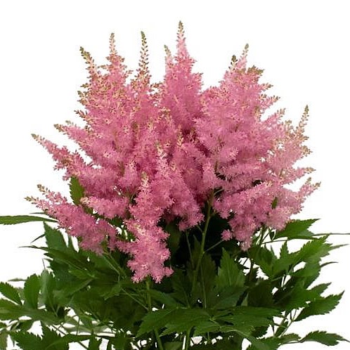 ASTILBE HONKY TONK