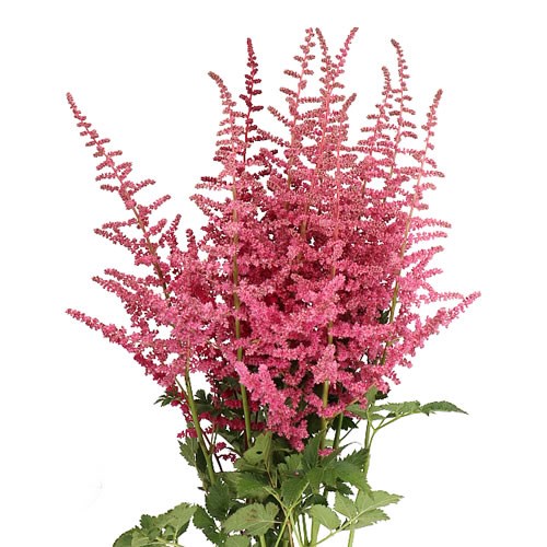ASTILBE LOUD & PROUD
