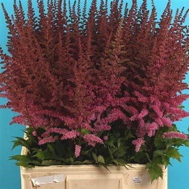ASTILBE MAGGIE DALEY