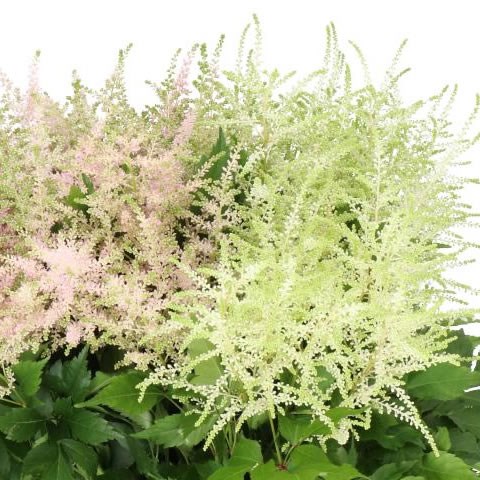 ASTILBE MIX