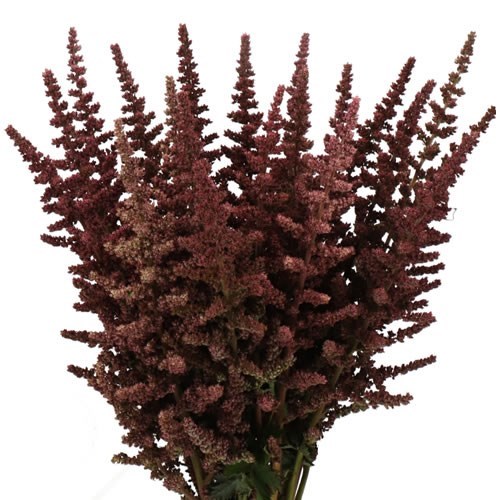 ASTILBE PODS AUTUMN GLOW