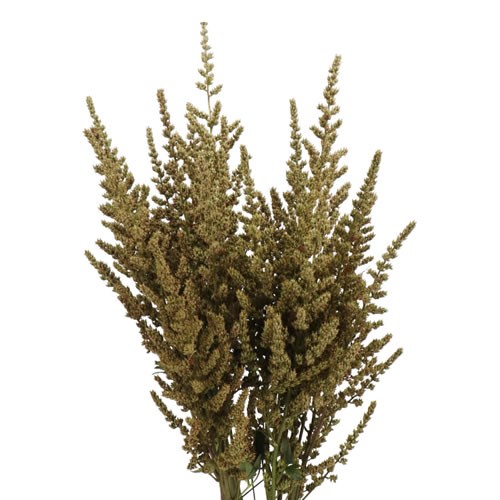 ASTILBE PODS (ERIKA)