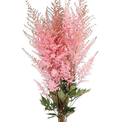 ASTILBE ROMANZE