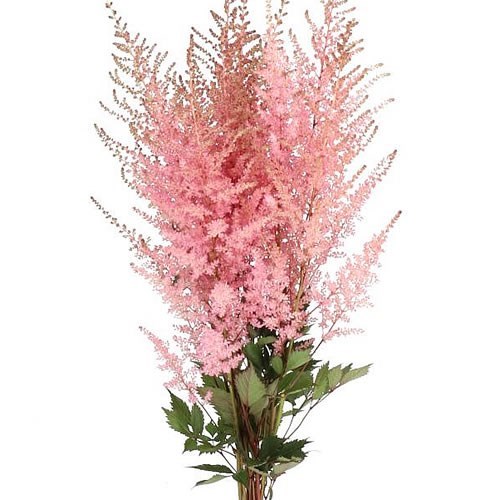 ASTILBE ROMANZE