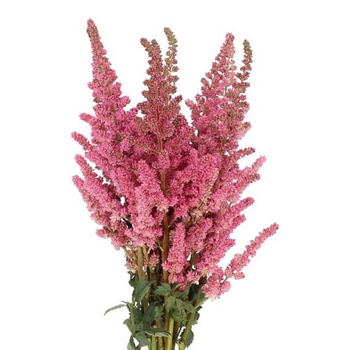 ASTILBE VISION IN PINK