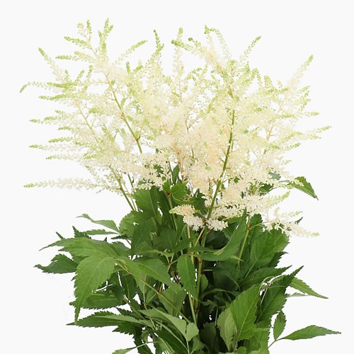 ASTILBE WAHSINGTHON