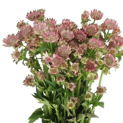 ASTRANTIA MAGICAL MELINDA