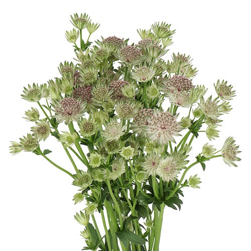 ASTRANTIA PINK SENSATION