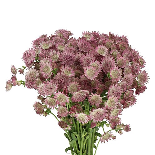 ASTRANTIA  ROMA