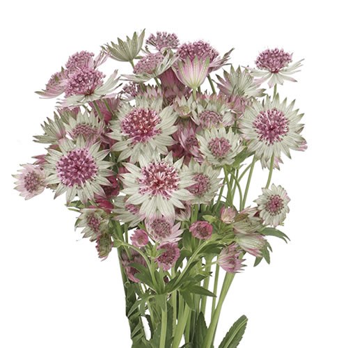 ASTRANTIA ROSA LEE