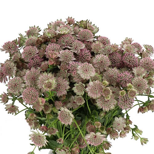 ASTRANTIA ROSITA