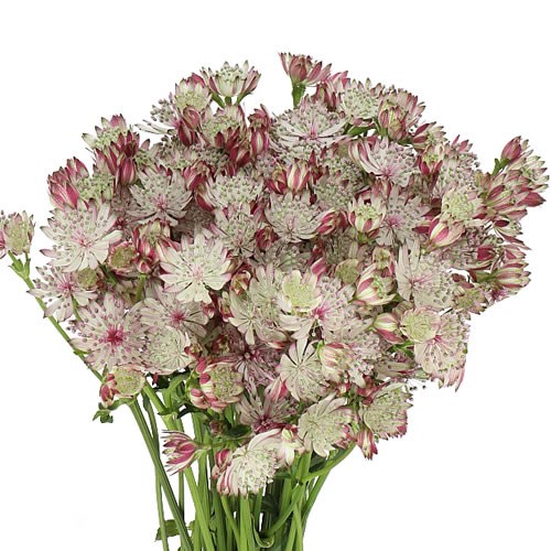 ASTRANTIA SPARKLING STARS PINK