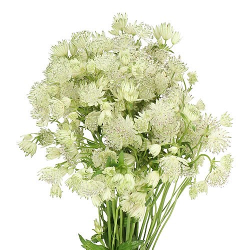 ASTRANTIA SPARKLING STARS WHITE