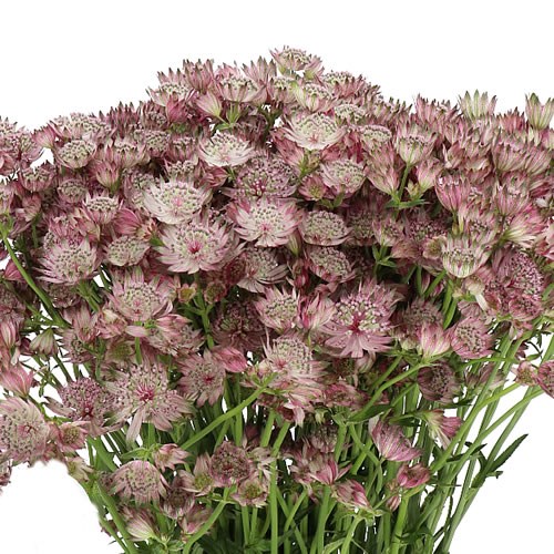 ASTRANTIA  STAR OF AFRICA