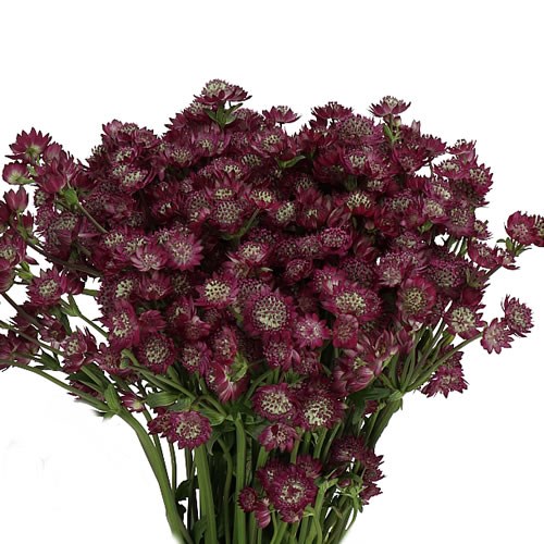 ASTRANTIA STAR OF DESIRE