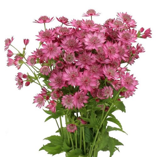 ASTRANTIA STAR OF PROMISE