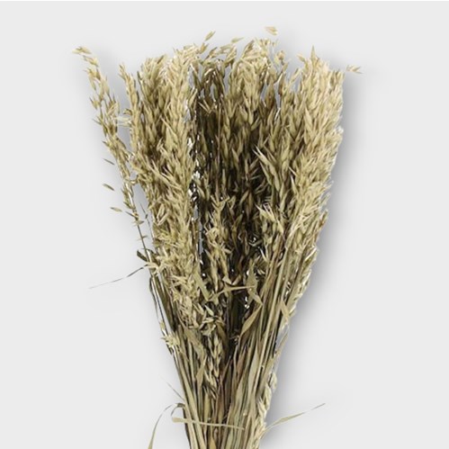 AVENA SATIVA NATURAL (DRIED)