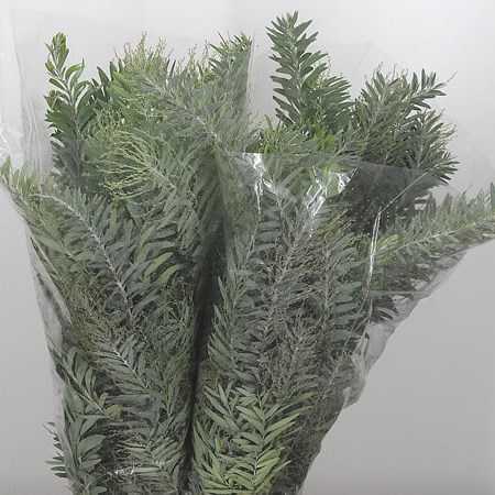 Acacia Chiaro Di Luna