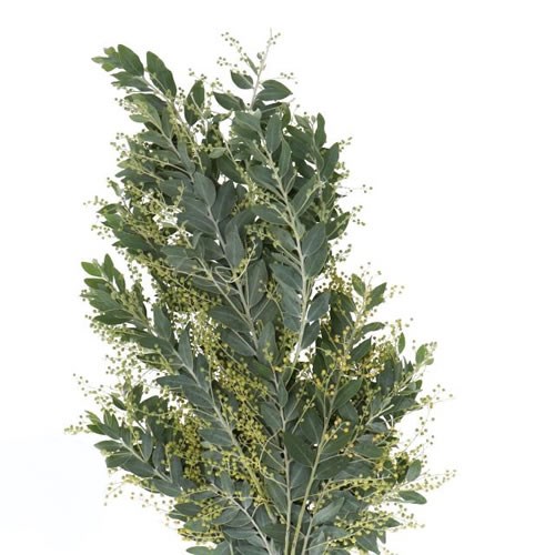 Acacia Denis Boden