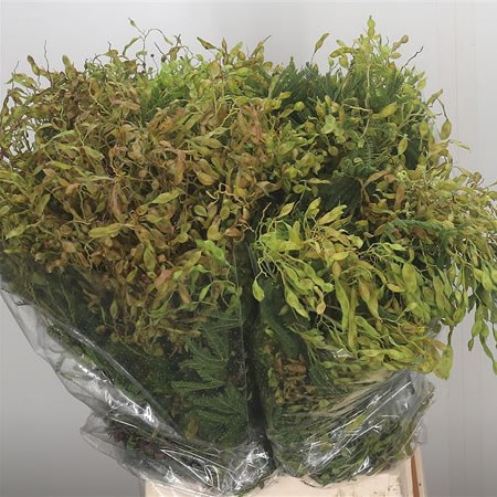 Acacia Green in Seed