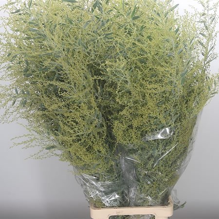 Acacia Hamburiana XL