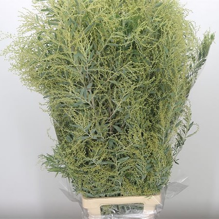 Acacia Hamburiana XL
