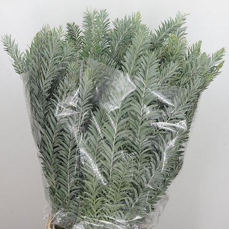 Acacia Luna Argento