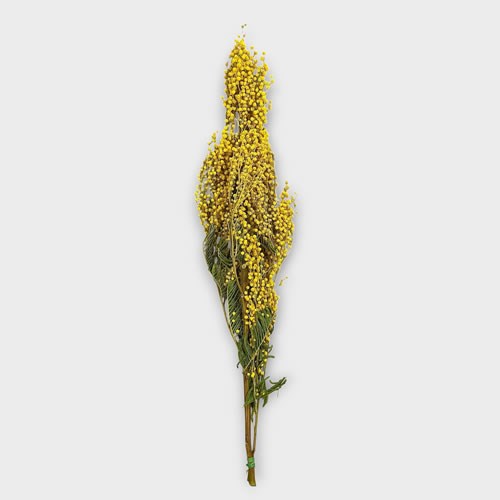 Acacia Mimosa Mirandol (Dried)