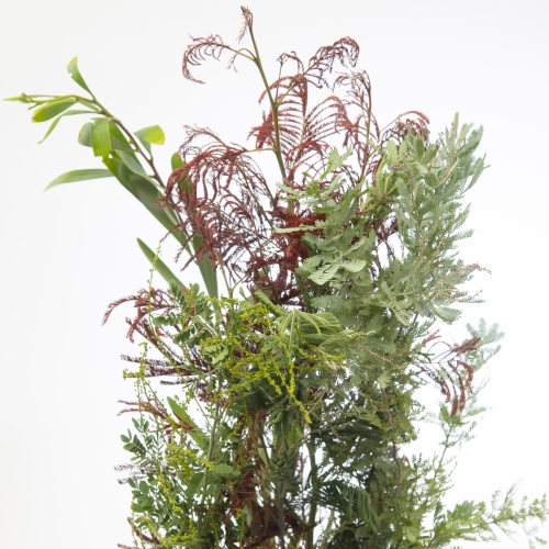 Acacia (Mimosa) Riviera Mix