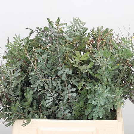 Acacia Purpurea