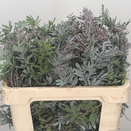 Acacia Purpurea
