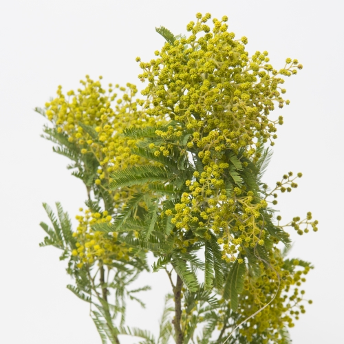 Acacia Retinodes