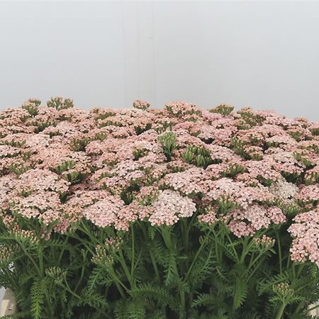 Achillea Anita Champagne