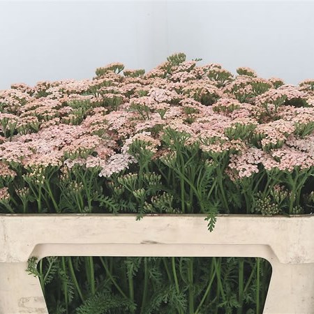Achillea Anita Champagne