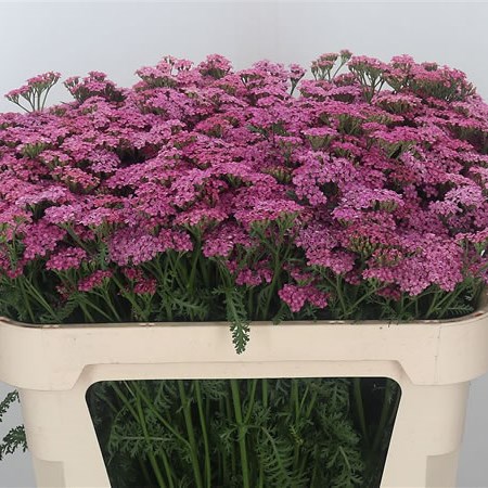 Achillea Anita Dark Pink