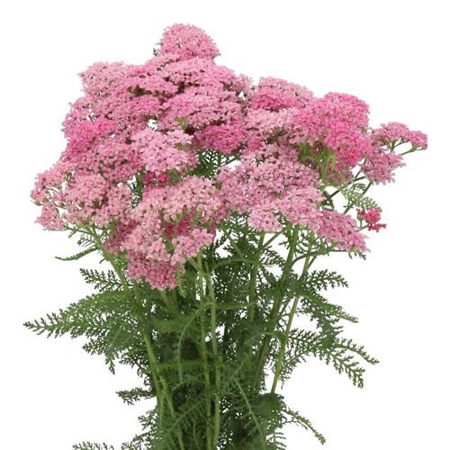 Achillea Anita Dark Pink